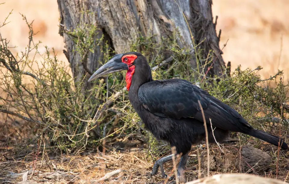 Südafrika_KrugerNP_1251.jpg