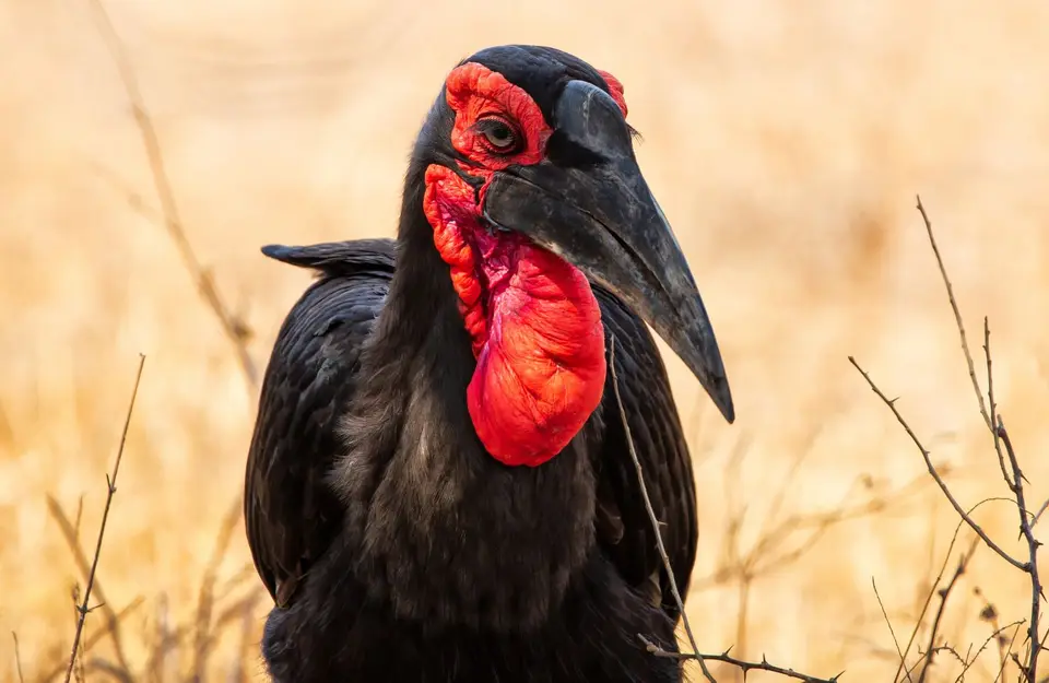 Südafrika_KrugerNP_1254.jpg