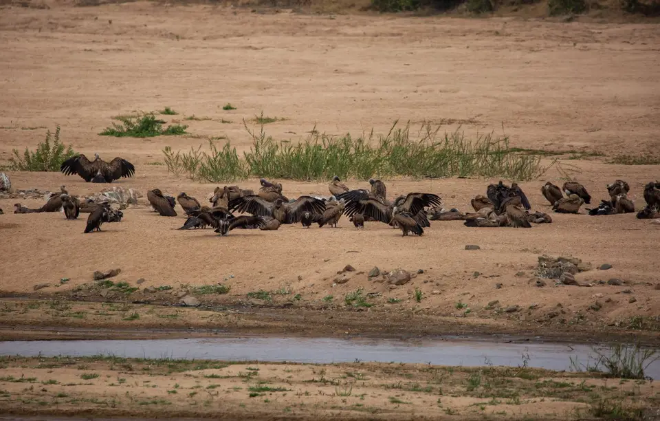 Südafrika_KrugerNP_1263.jpg