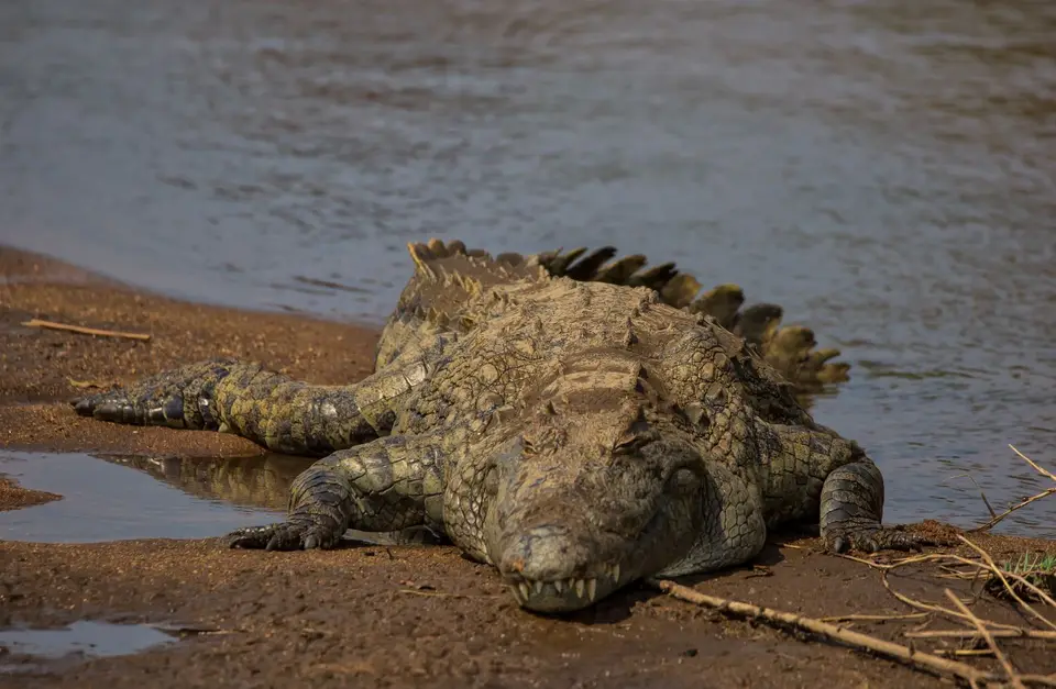 Südafrika_KrugerNP_1265.jpg