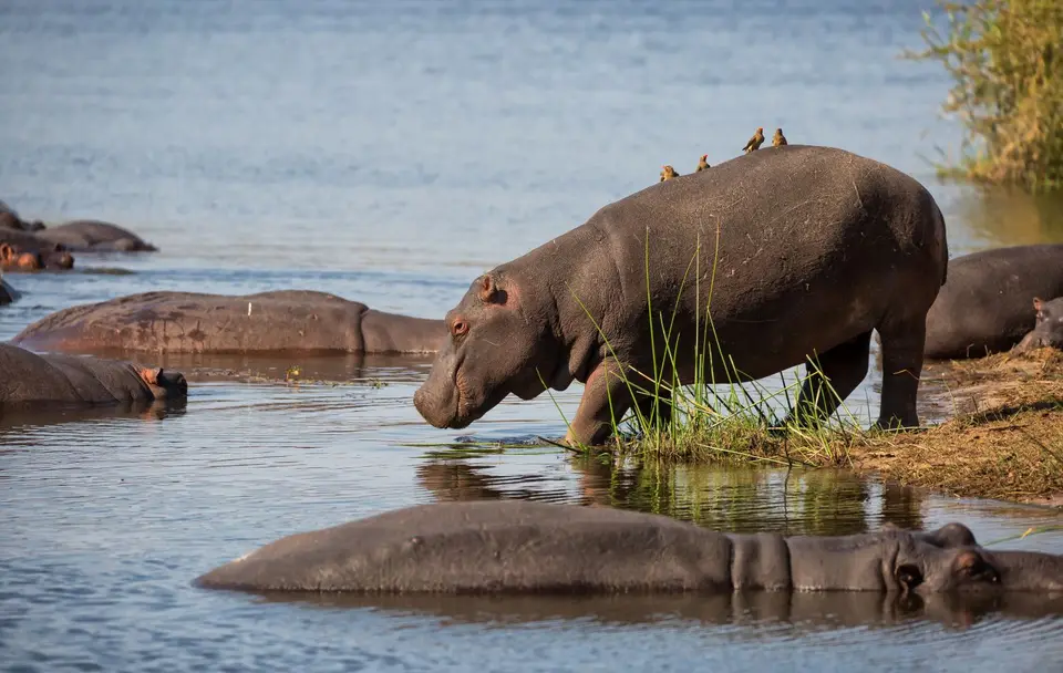 Südafrika_KrugerNP_1274.jpg