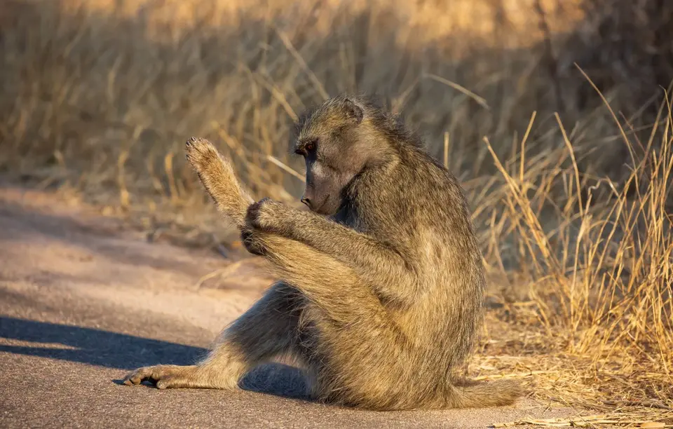 Südafrika_KrugerNP_1287.jpg