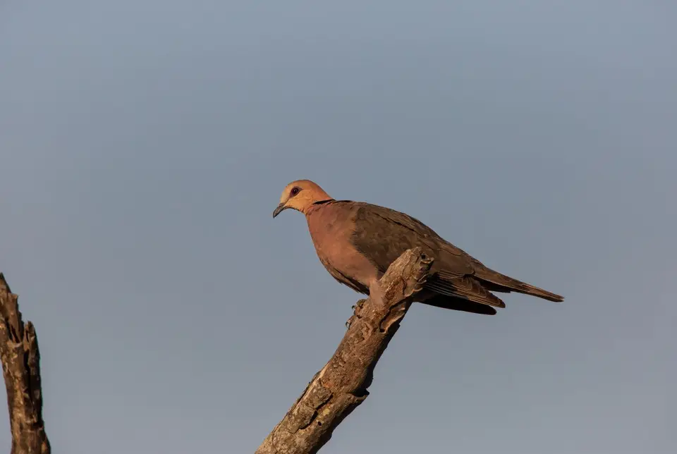 Südafrika_KrugerNP_1288.jpg