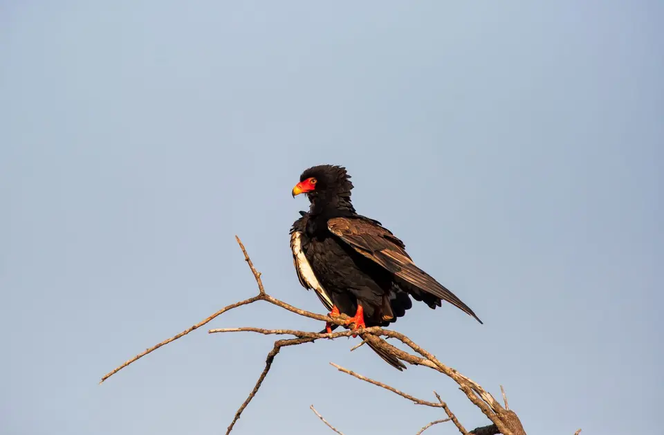 Südafrika_KrugerNP_1291.jpg