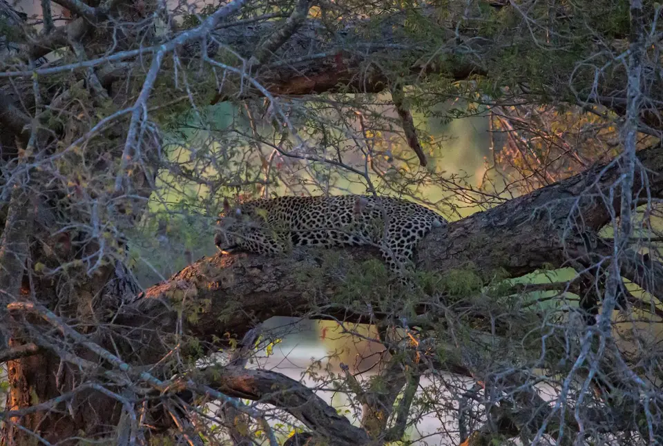 Südafrika_KrugerNP_1296.jpg