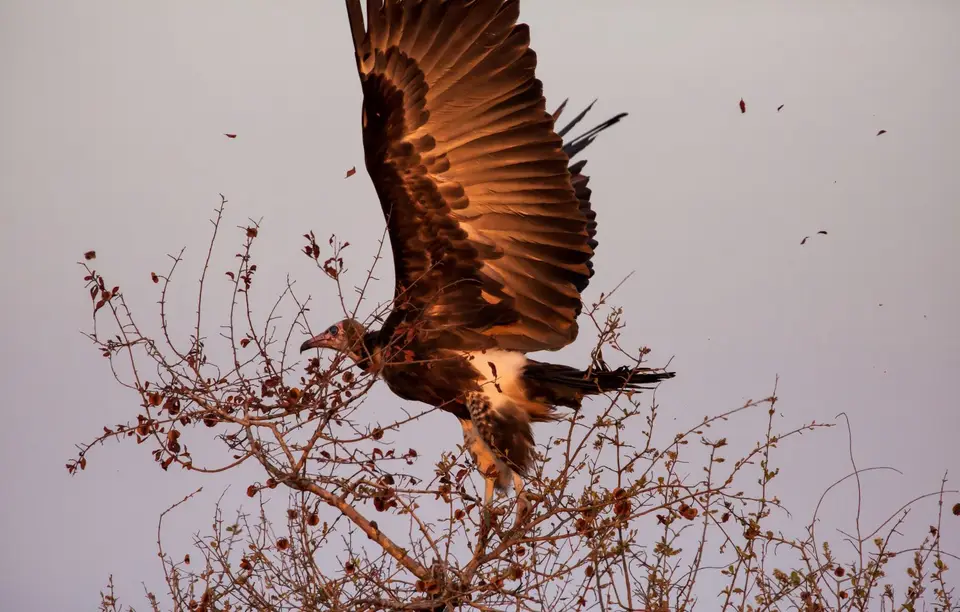 Südafrika_KrugerNP_1298.jpg
