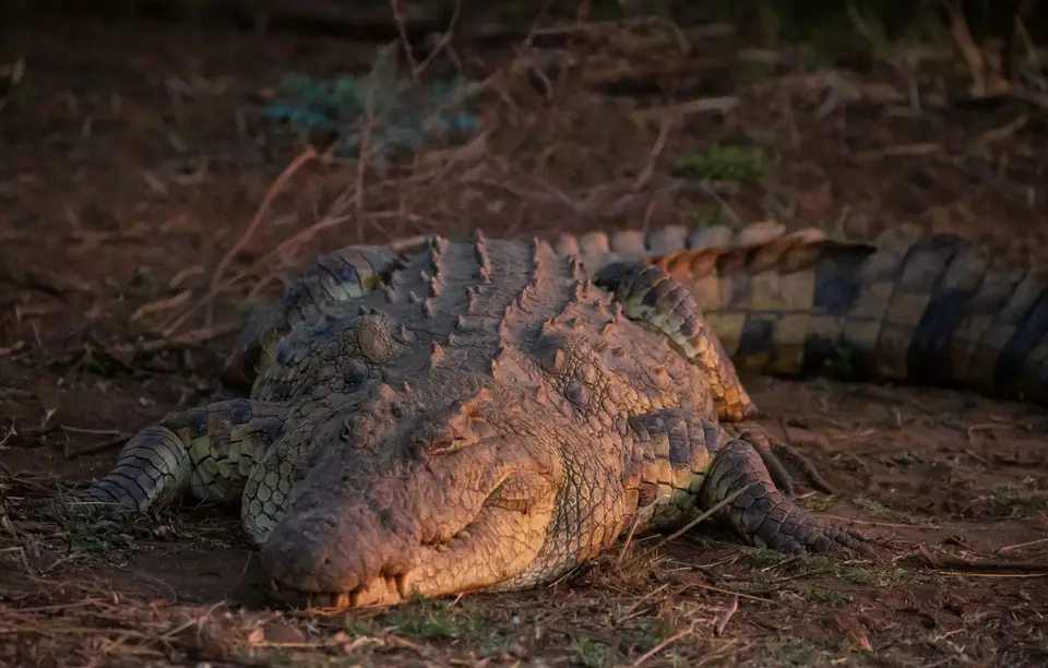 Südafrika_KrugerNP_1302.jpg