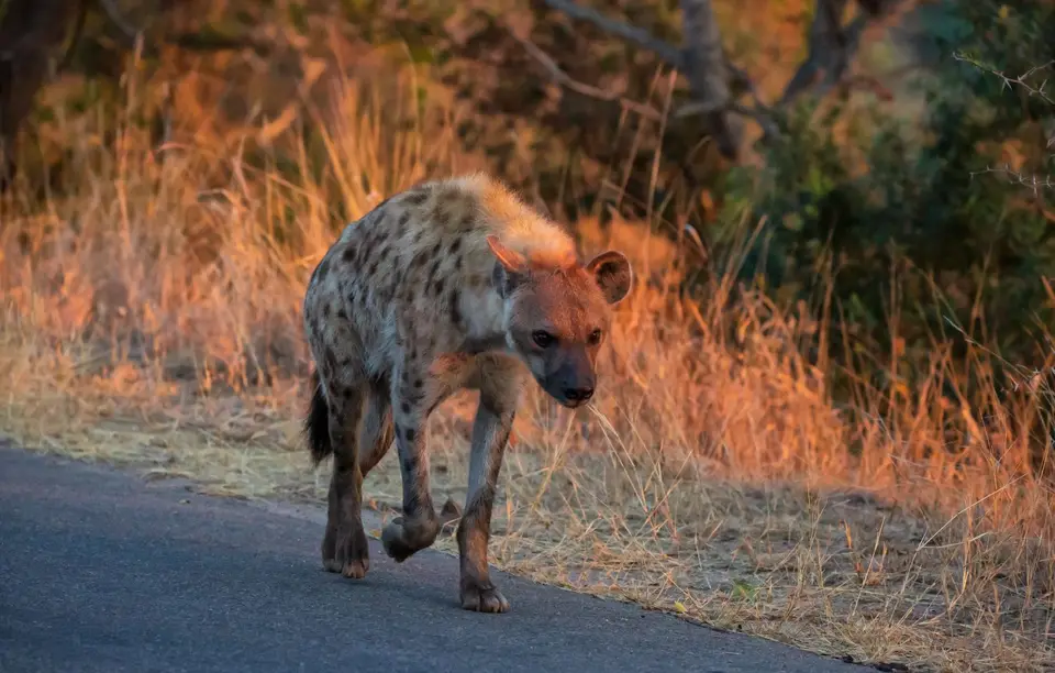 Südafrika_KrugerNP_1305.jpg