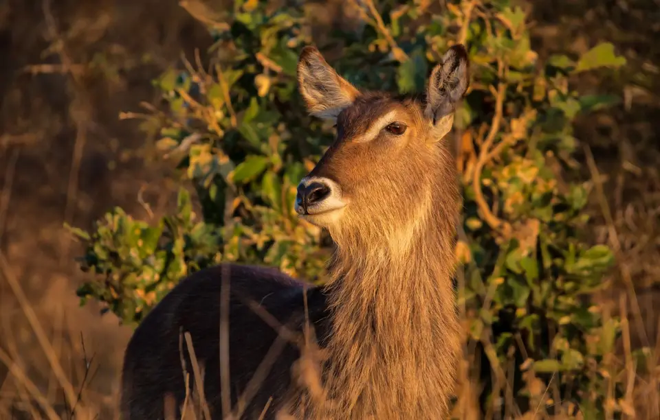 Südafrika_KrugerNP_1309.jpg