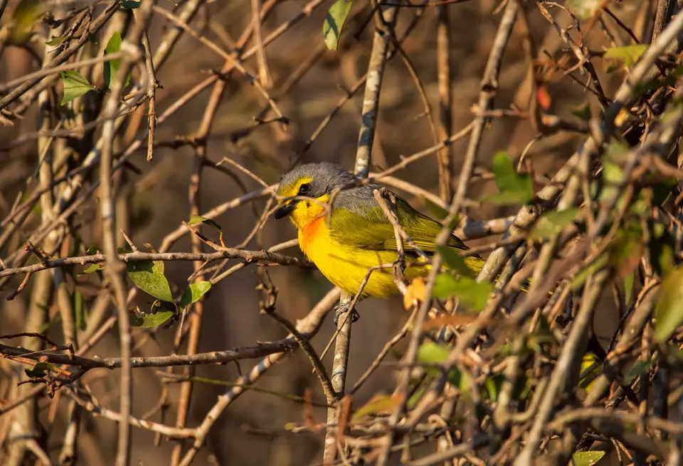 Südafrika_KrugerNP_1314.jpg