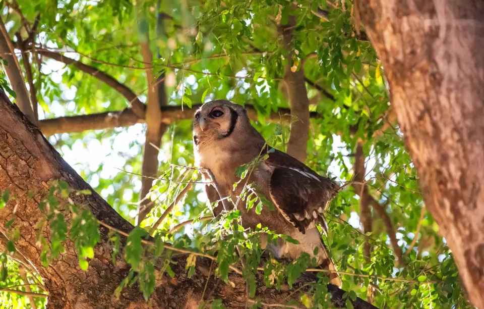 Südafrika_KrugerNP_1318.jpg