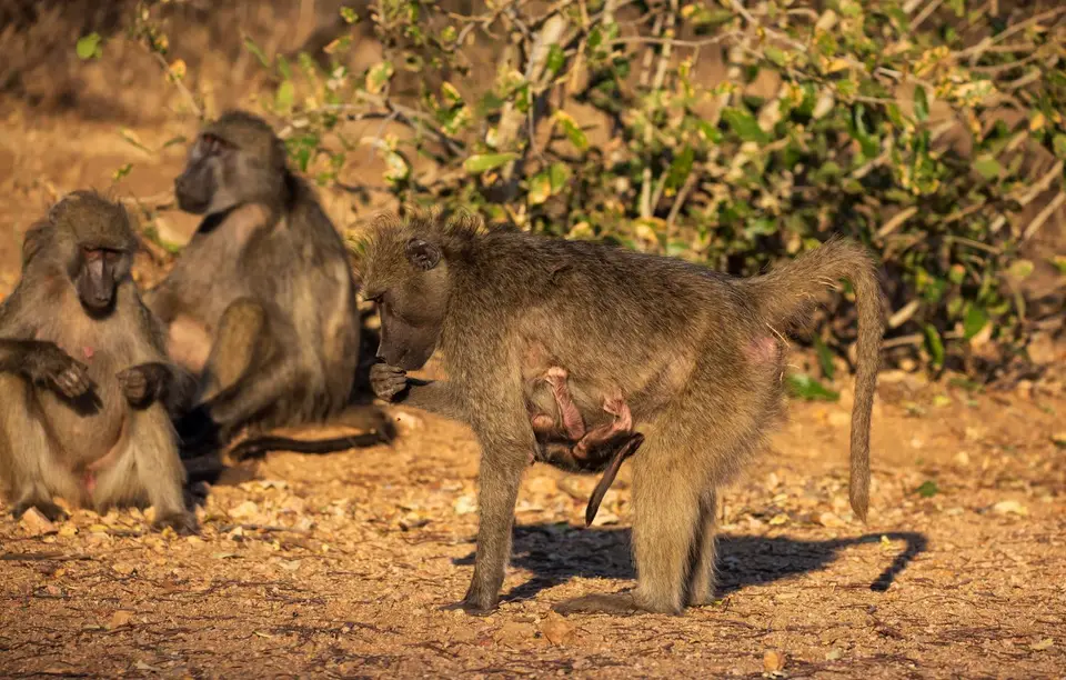 Südafrika_KrugerNP_1319.jpg