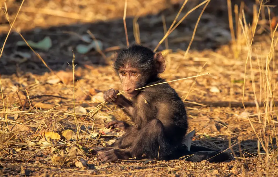 Südafrika_KrugerNP_1323.jpg