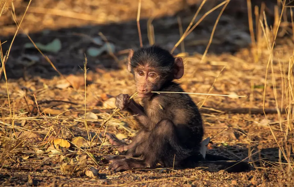 Südafrika_KrugerNP_1324.jpg