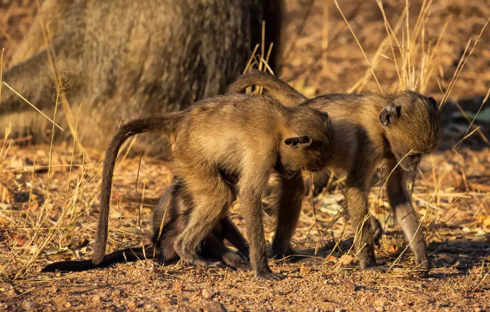 Südafrika_KrugerNP_1326.jpg