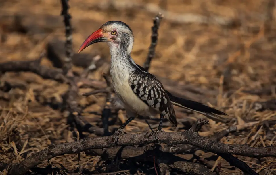 Südafrika_KrugerNP_1334.jpg