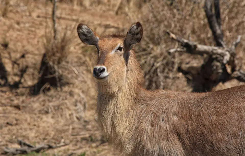 Südafrika_KrugerNP_134.jpg