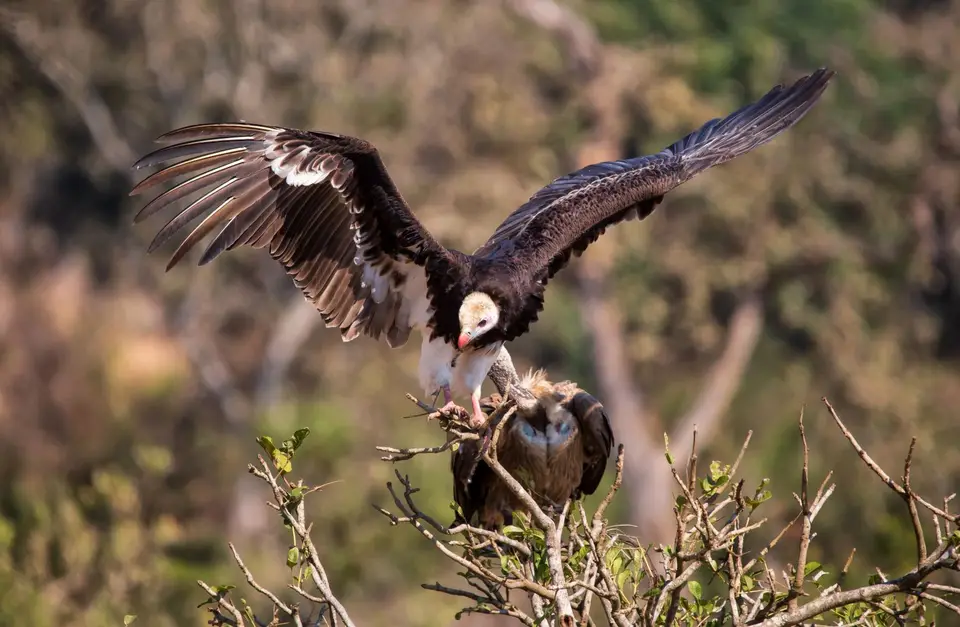 Südafrika_KrugerNP_1347.jpg