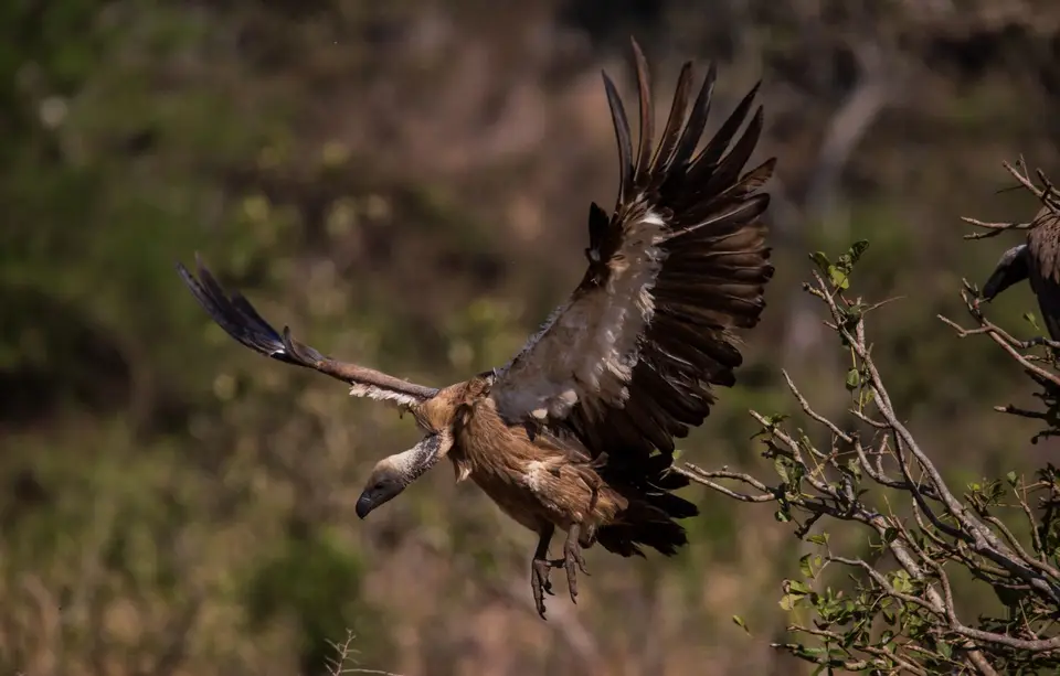 Südafrika_KrugerNP_1351.jpg
