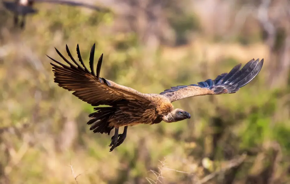 Südafrika_KrugerNP_1356.jpg