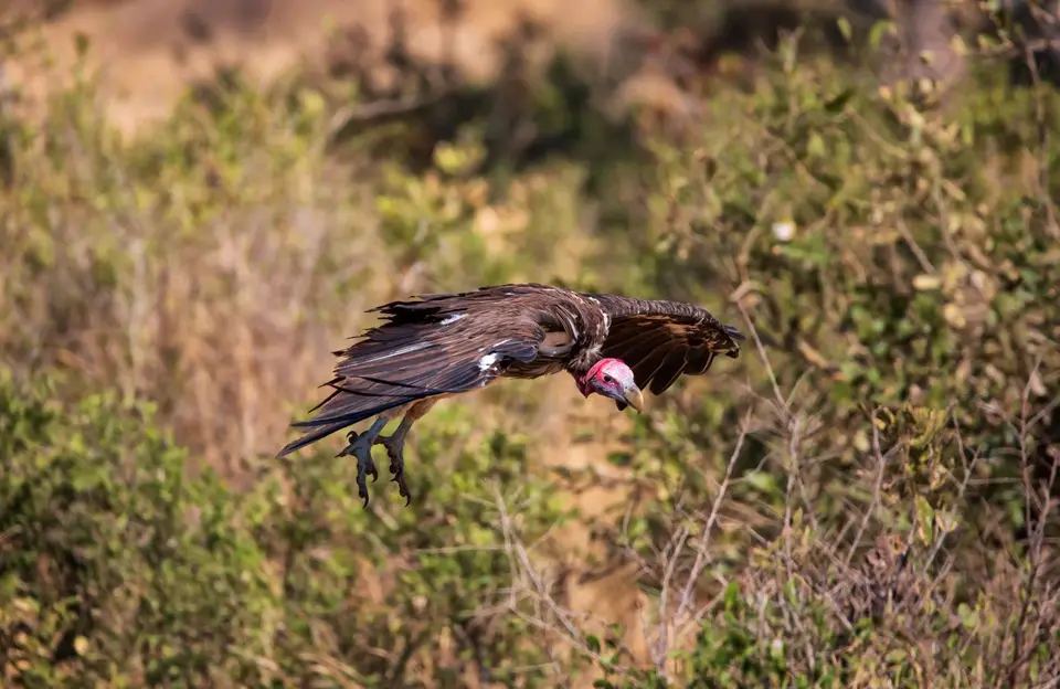 Südafrika_KrugerNP_1358.jpg