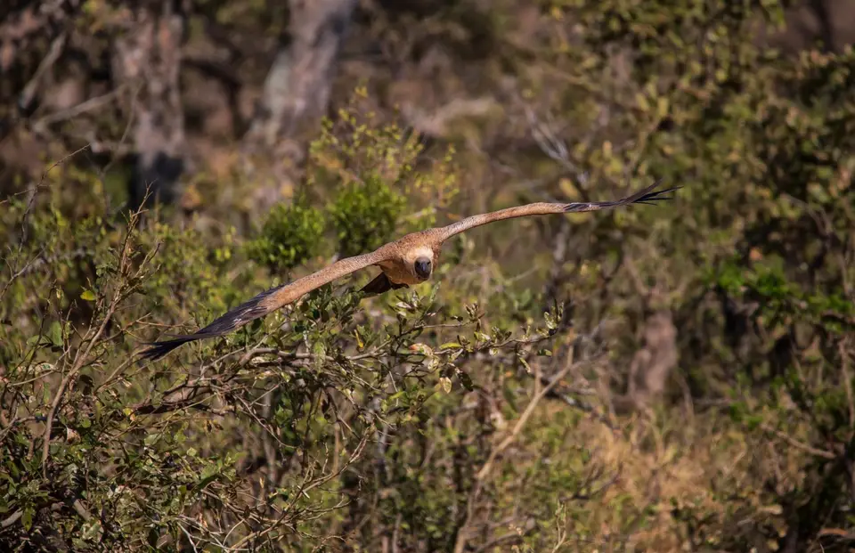 Südafrika_KrugerNP_1359.jpg