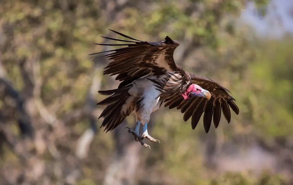 Südafrika_KrugerNP_1360.jpg