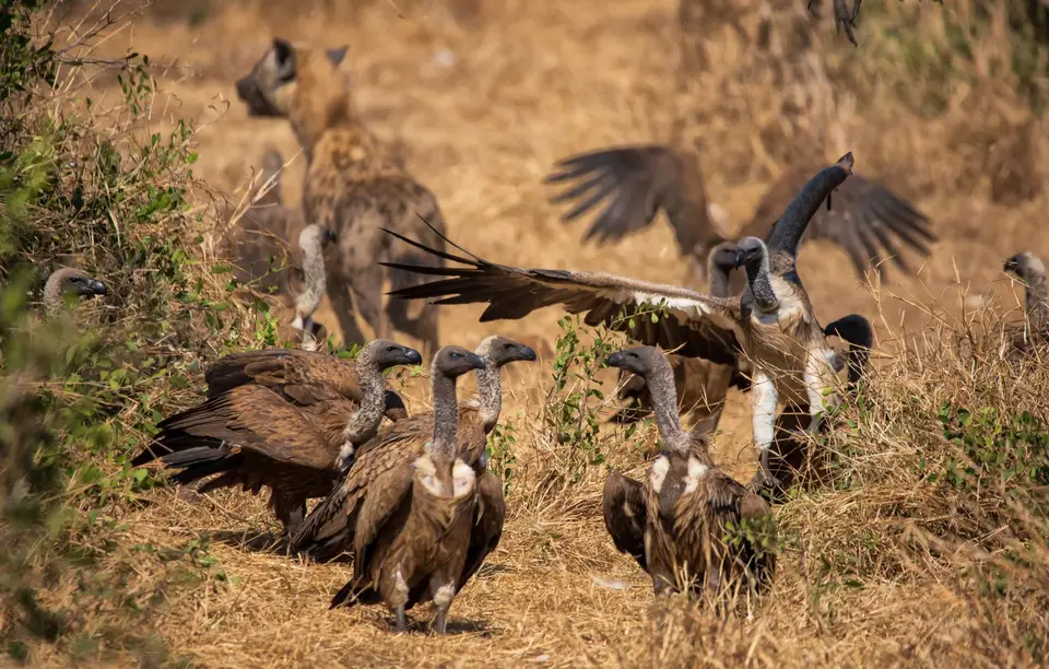 Südafrika_KrugerNP_1361.jpg