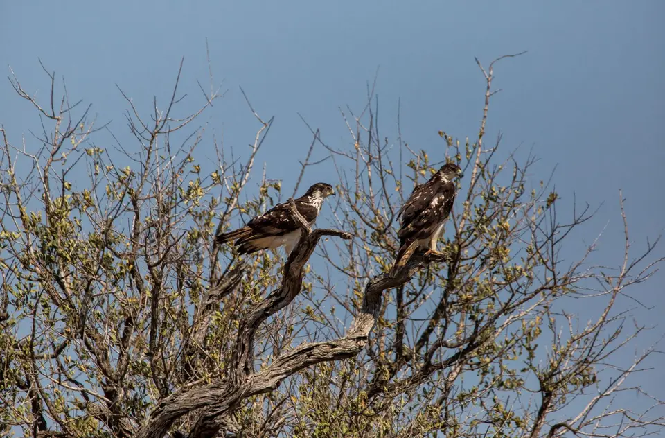 Südafrika_KrugerNP_1365.jpg