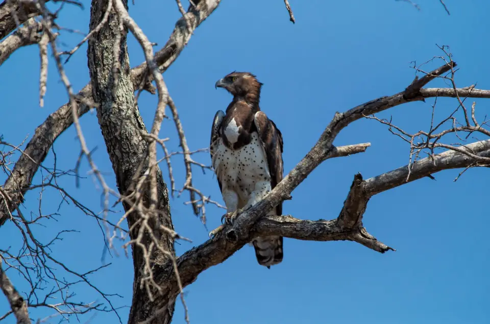 Südafrika_KrugerNP_1371.jpg