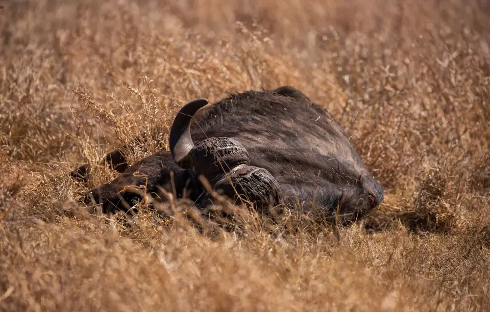 Südafrika_KrugerNP_1372.jpg
