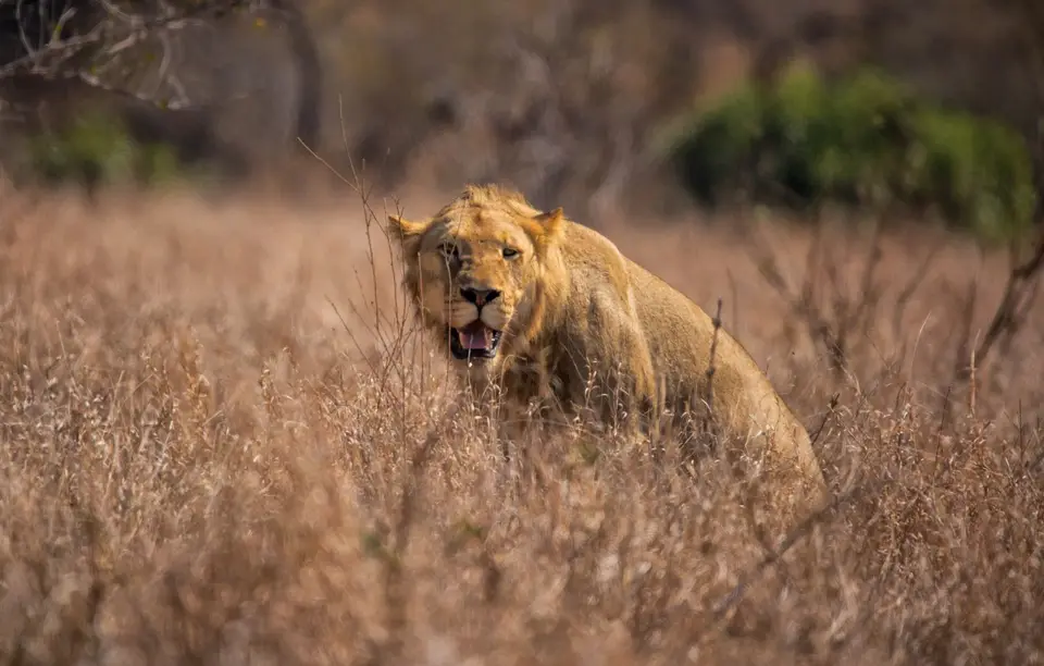 Südafrika_KrugerNP_1373.jpg
