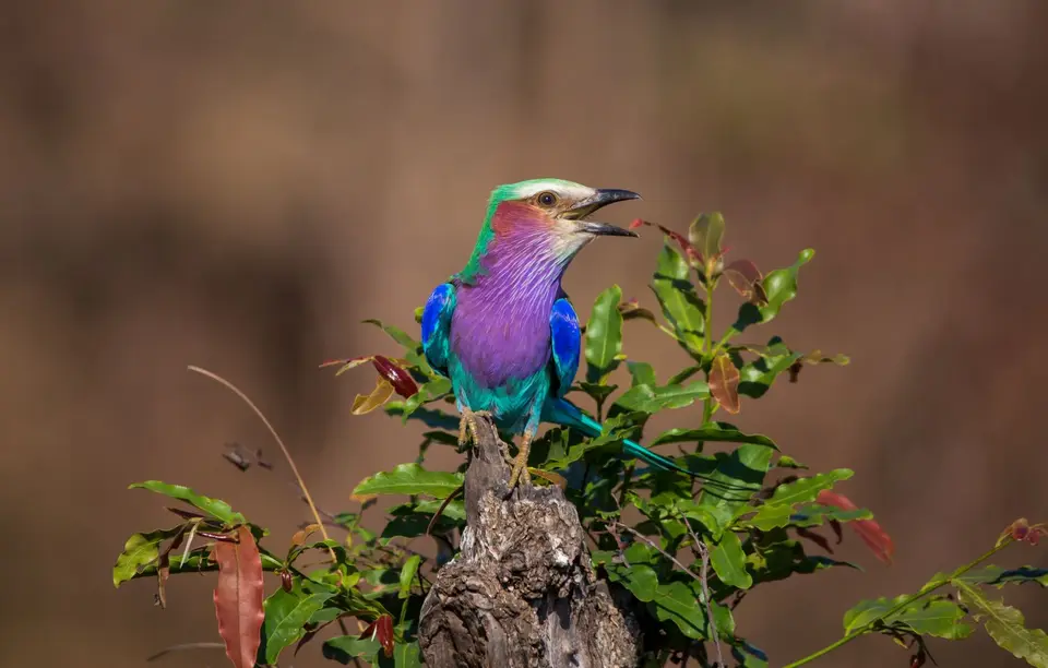 Südafrika_KrugerNP_1374.jpg