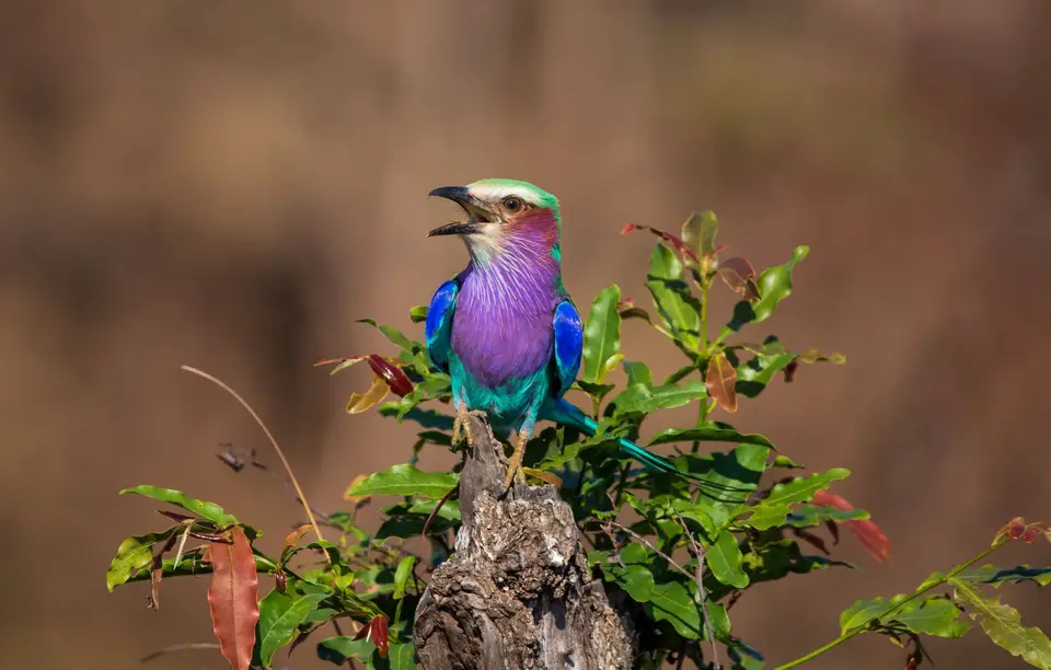 Südafrika_KrugerNP_1375.jpg