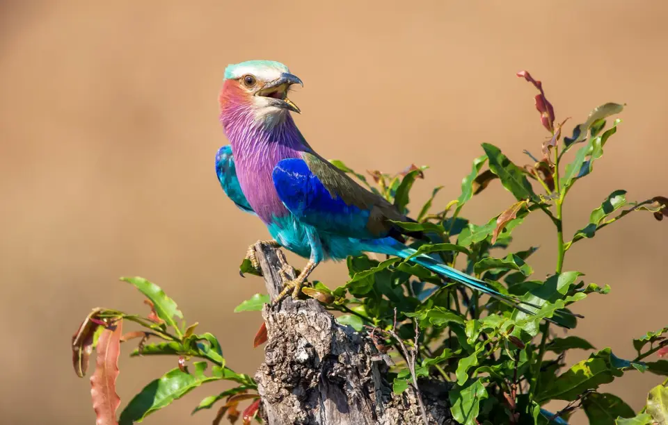 Südafrika_KrugerNP_1376.jpg