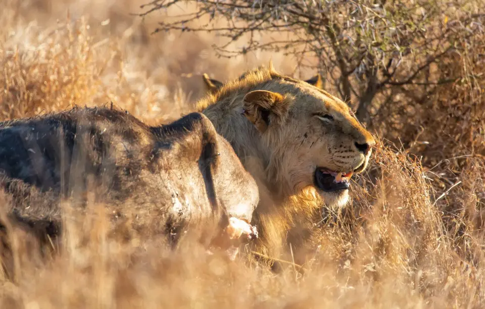 Südafrika_KrugerNP_1379.jpg