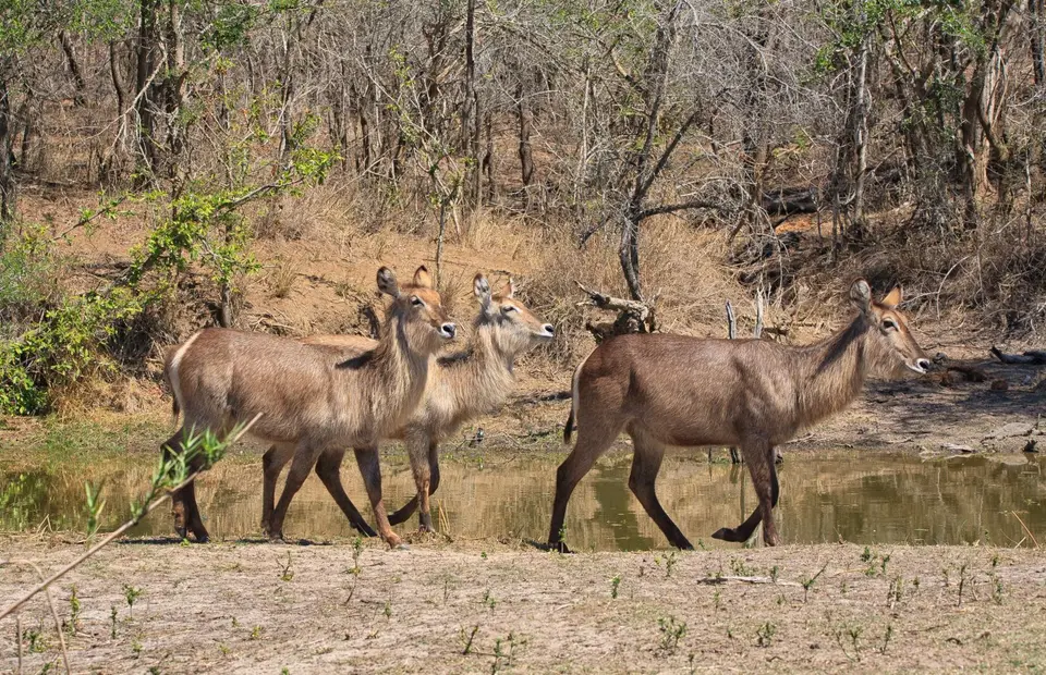 Südafrika_KrugerNP_138.jpg