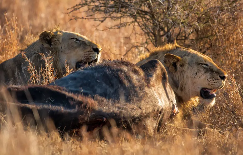Südafrika_KrugerNP_1380.jpg