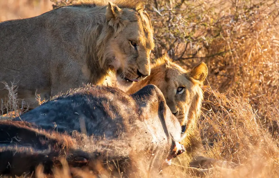 Südafrika_KrugerNP_1381.jpg