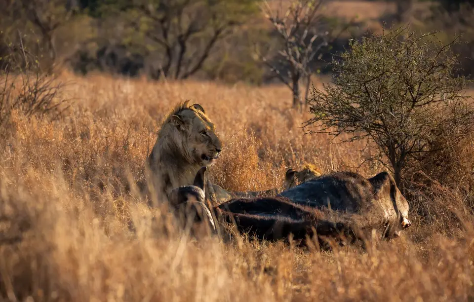Südafrika_KrugerNP_1383.jpg