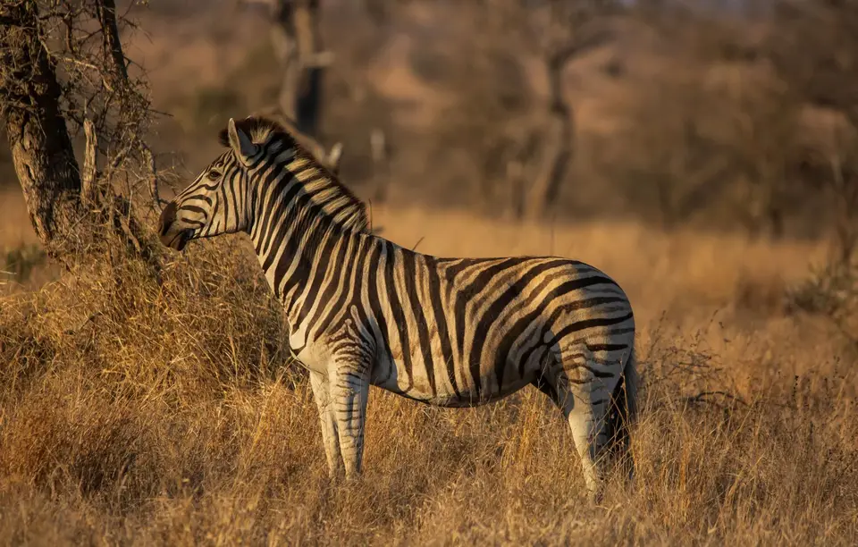 Südafrika_KrugerNP_1384.jpg