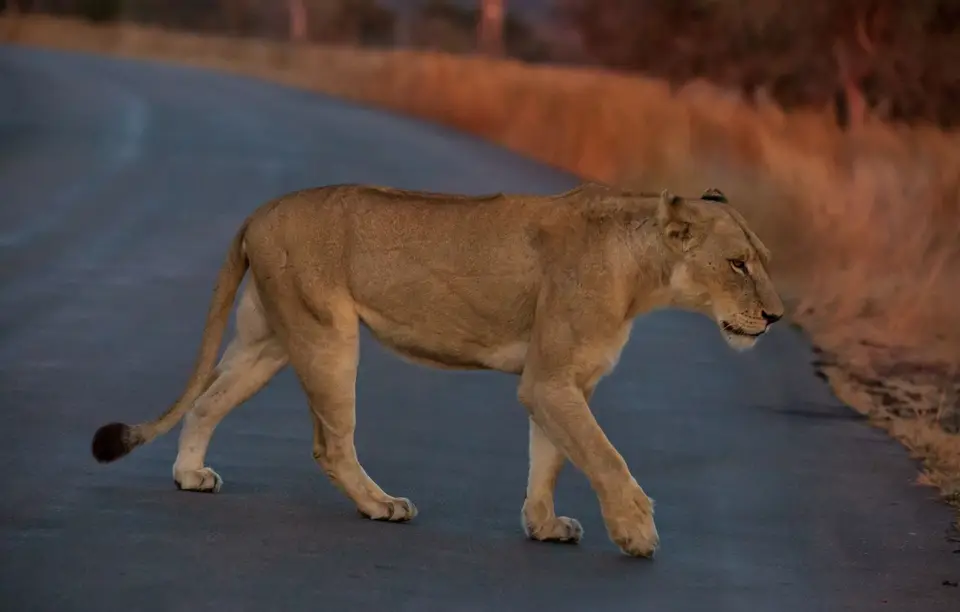 Südafrika_KrugerNP_1389.jpg