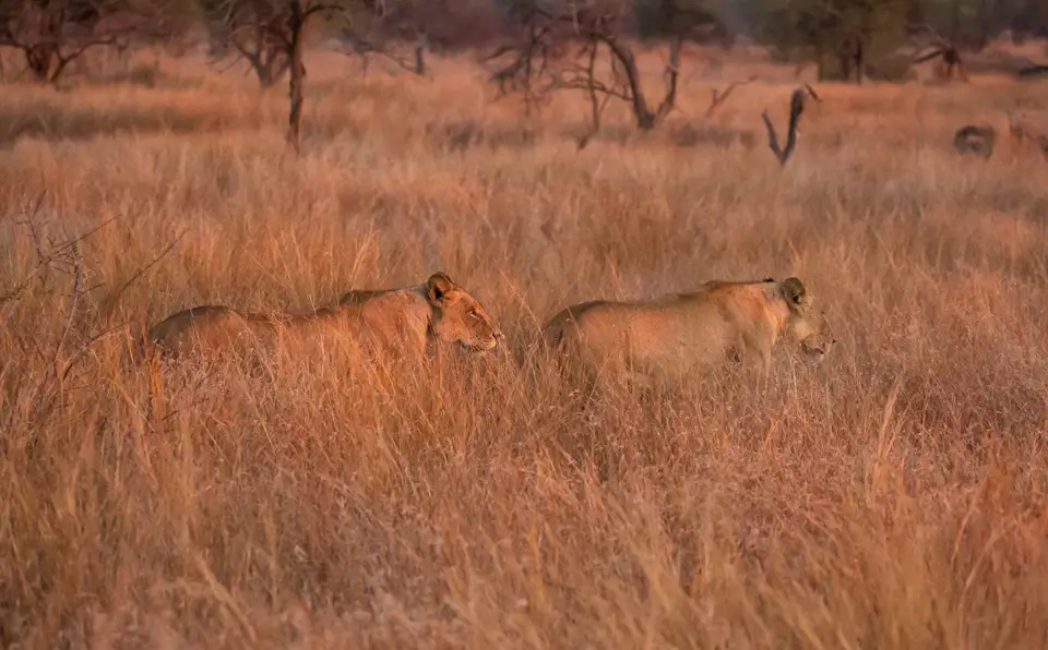 Südafrika_KrugerNP_1393.jpg