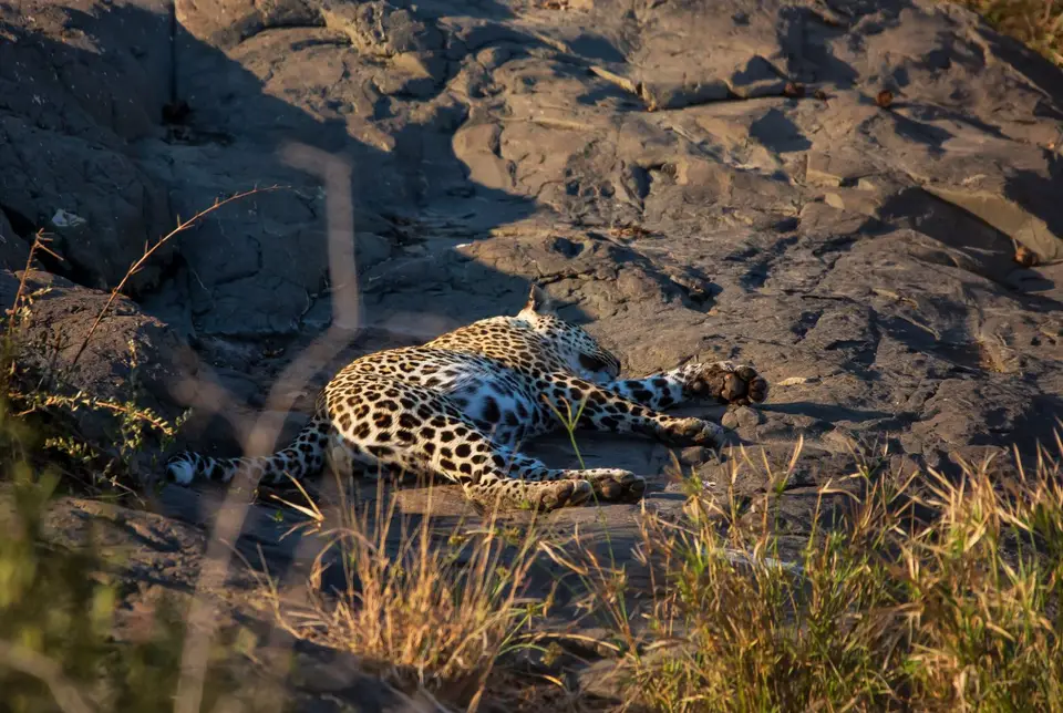 Südafrika_KrugerNP_1400.jpg