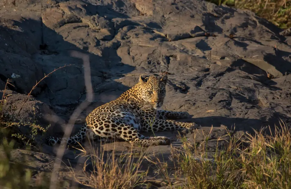 Südafrika_KrugerNP_1401.jpg