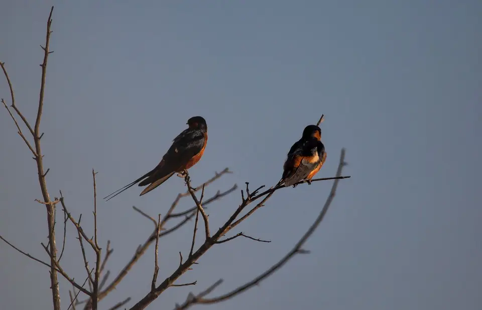Südafrika_KrugerNP_1409.jpg