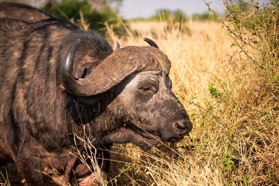 Südafrika_KrugerNP_1410.jpg