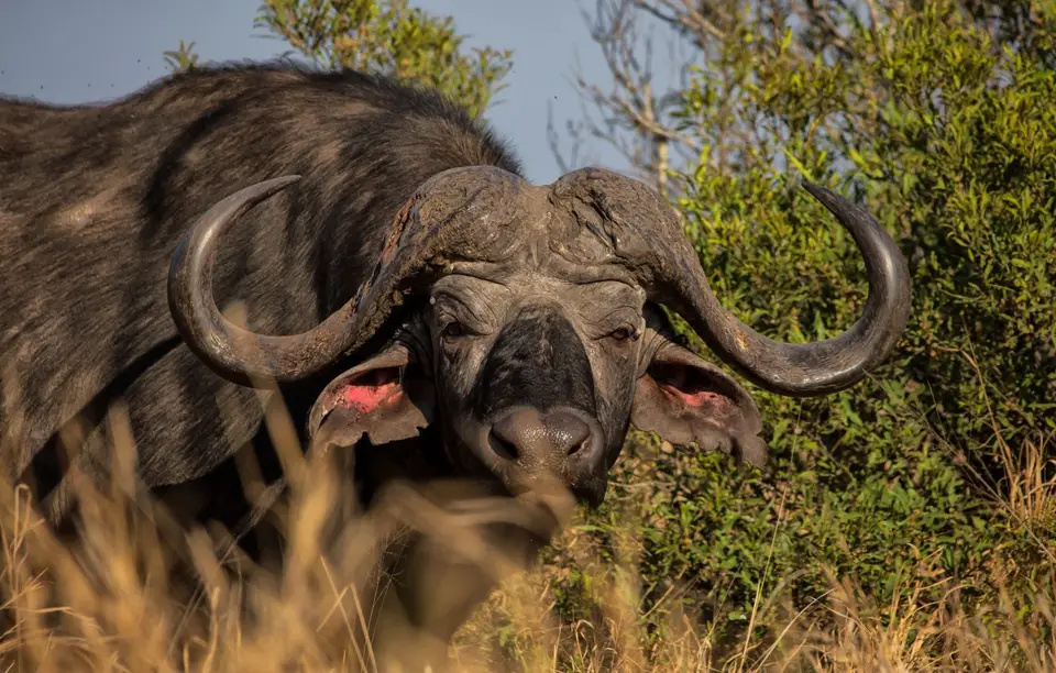 Südafrika_KrugerNP_1411.jpg