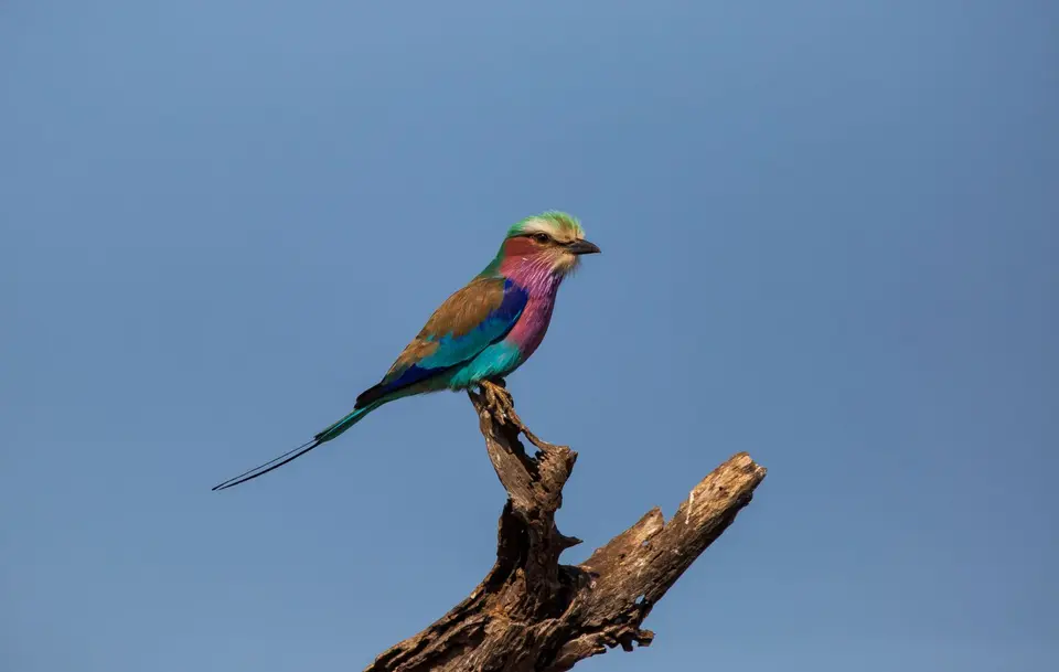 Südafrika_KrugerNP_1413.jpg