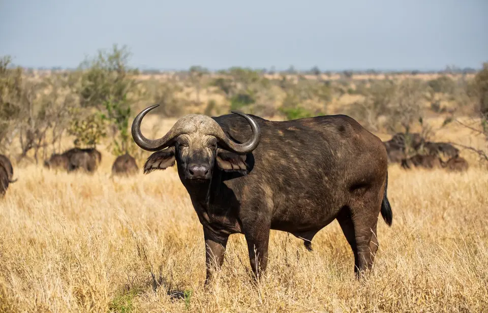 Südafrika_KrugerNP_1414.jpg